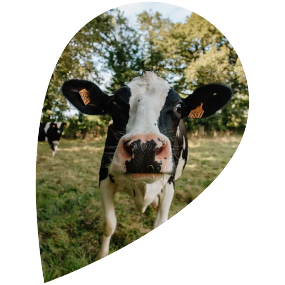goutte histoire aujourd'hui