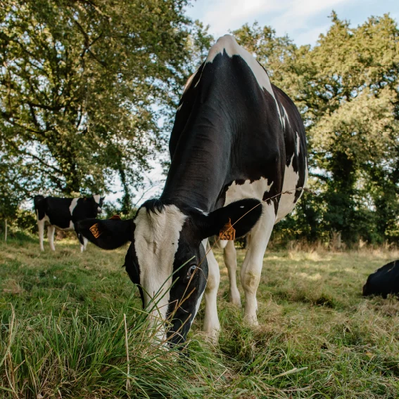 photo vache histoire