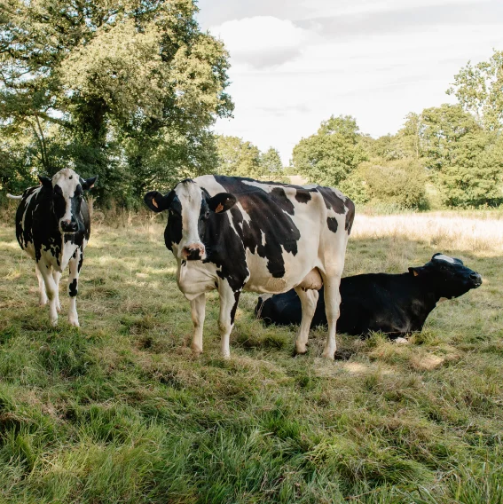 photo vaches histoire